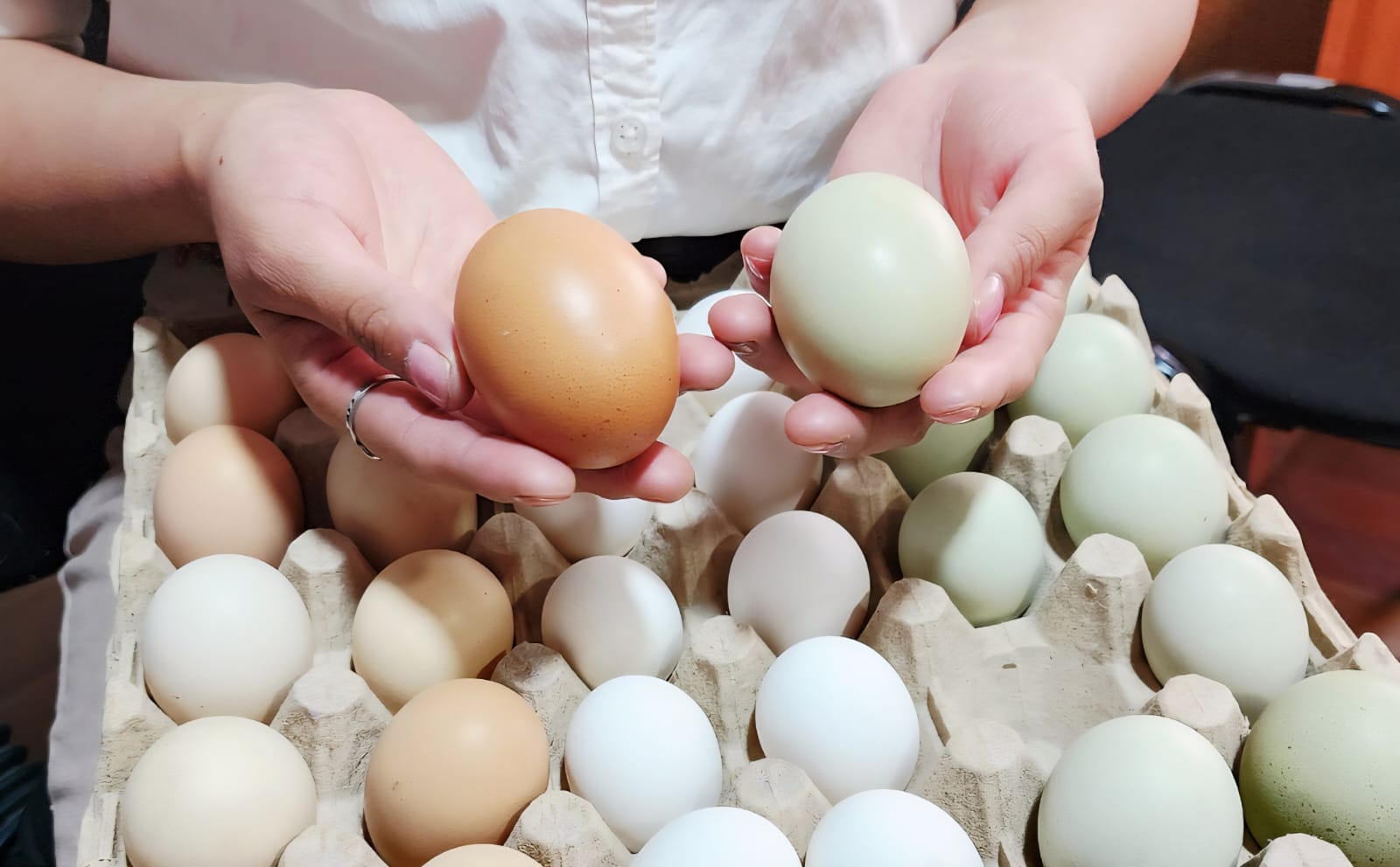 ¿Huevos verdes y azules? Sí, tienen más proteína y ya se venden con apoyo de la UMSA